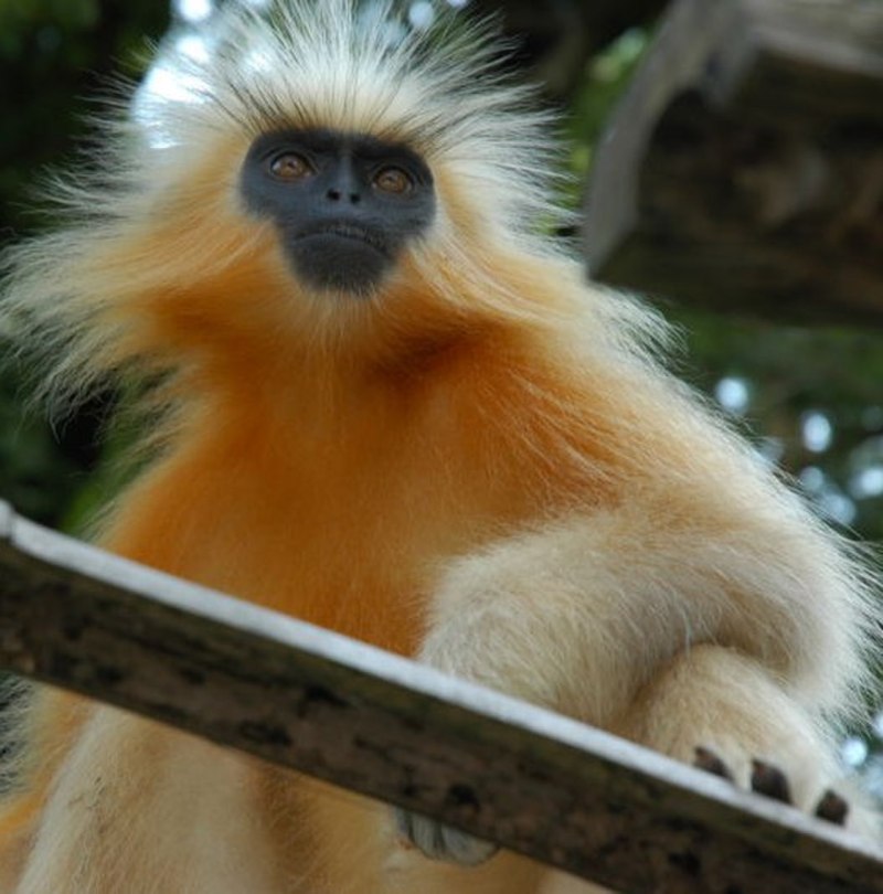 Trachypithecus geei