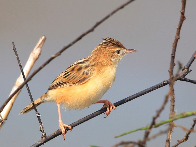 Cisticola juncidis