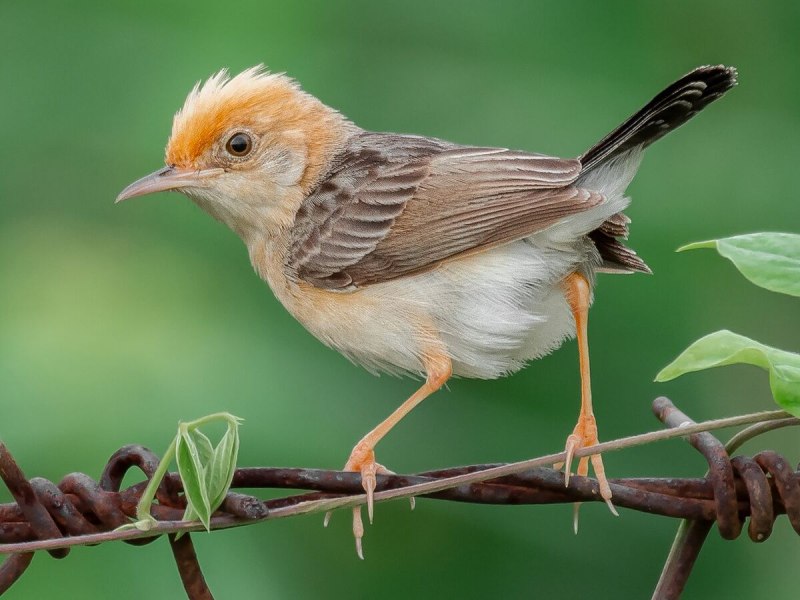 Macropygia ruficeps