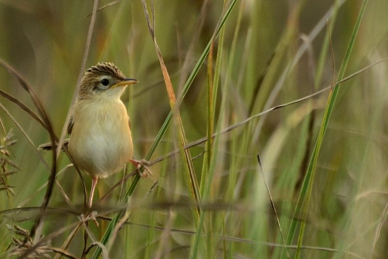 Cisticola juncidis