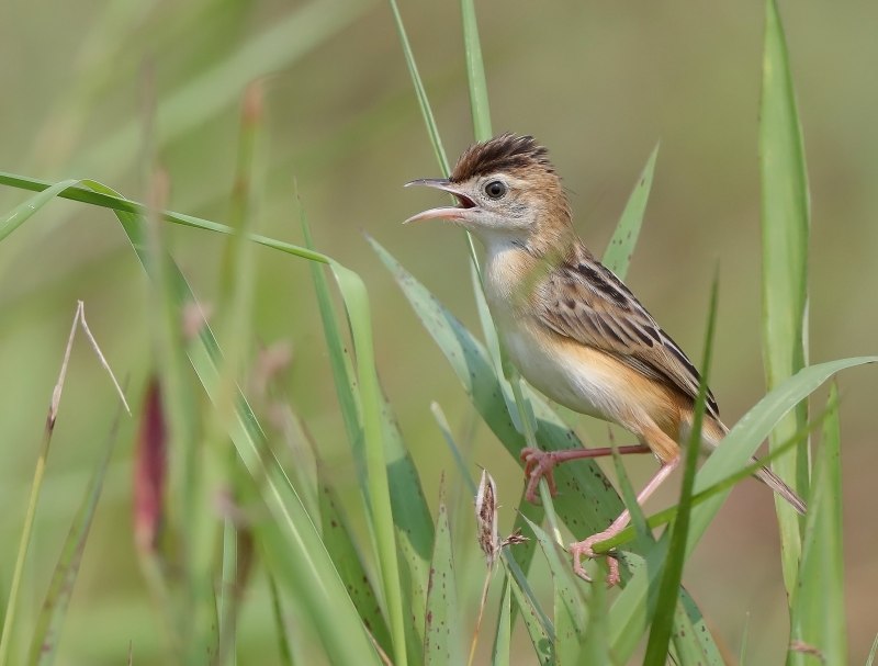 Cisticola juncidis