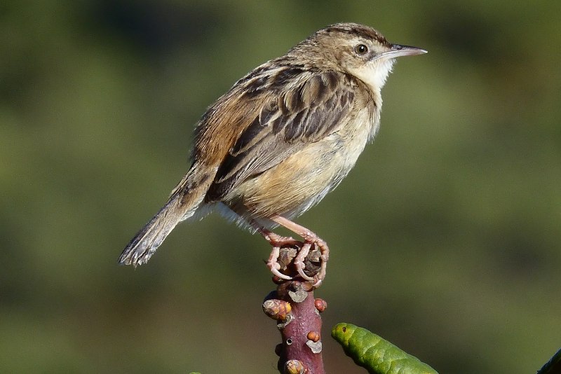 Cisticola juncidis
