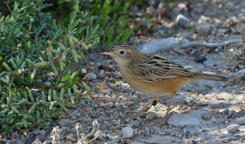 Cloud Cisticola