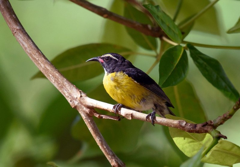Coereba flaveola