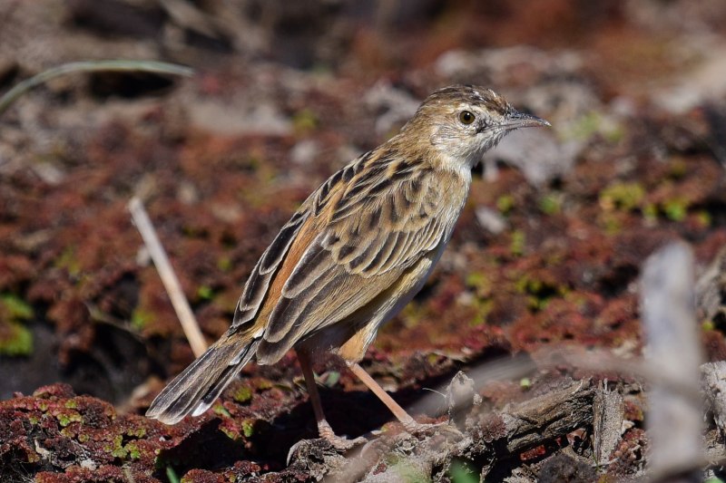 Cisticola juncidis