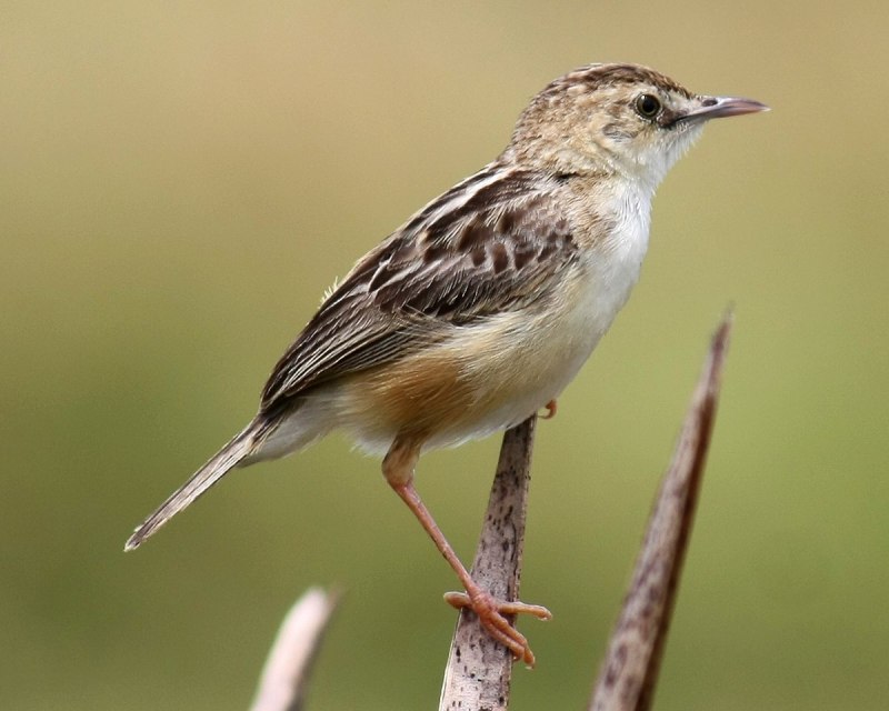 Cisticola juncidis