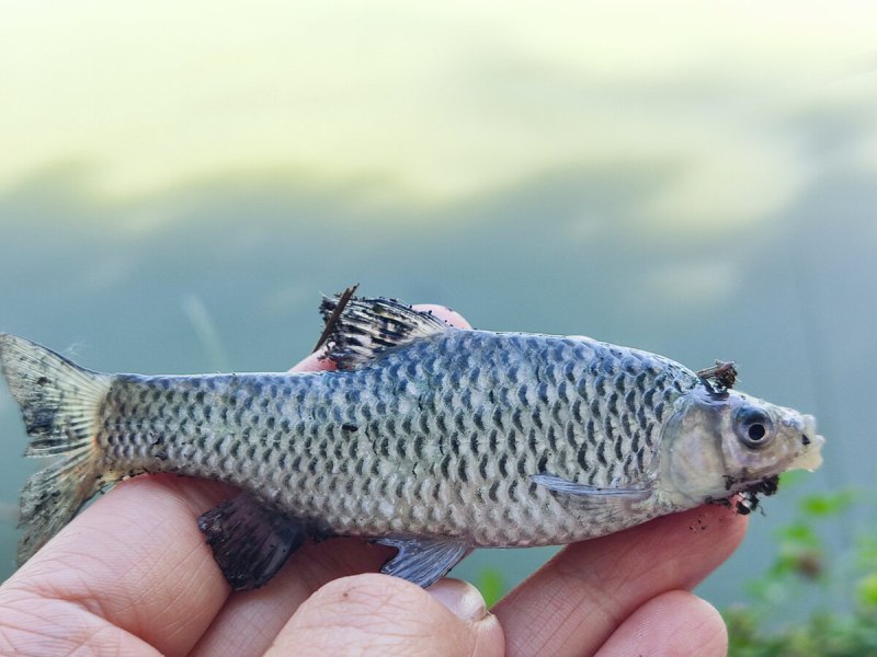 Амурский чебак
