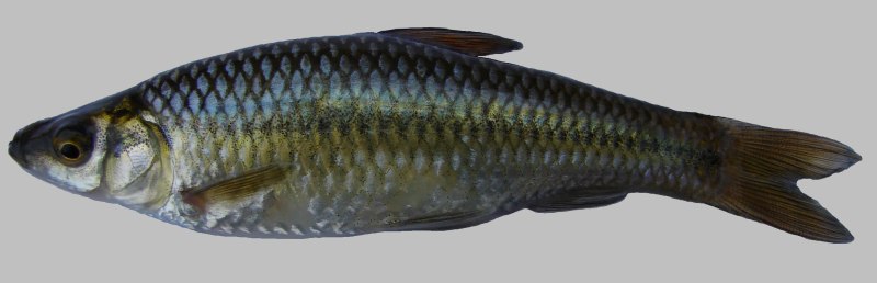 Амурский чебачок Pseudorasbora Parva