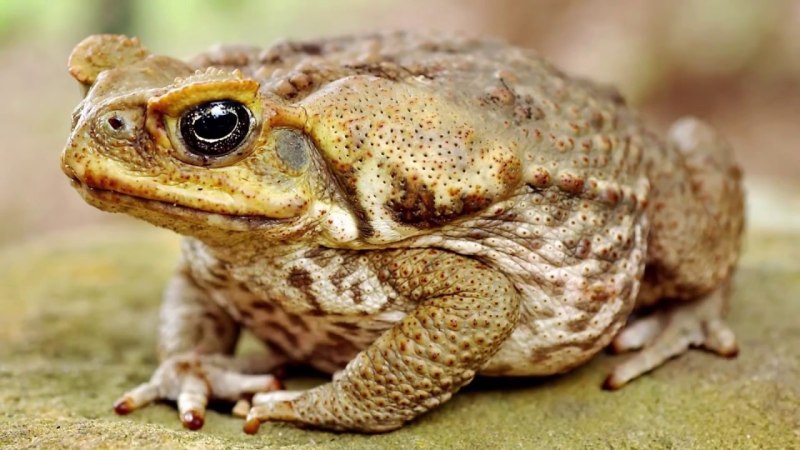 Жаба ага Bufo Marinus