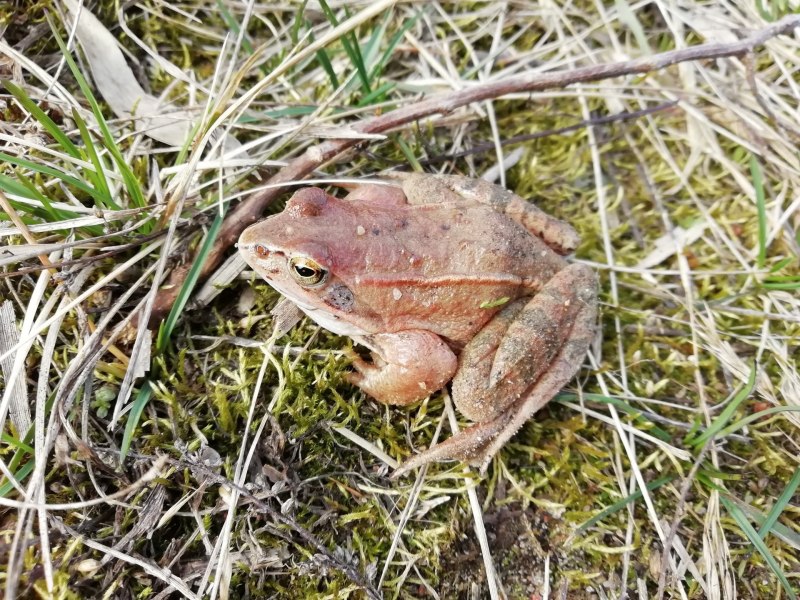 Травяная лягушка (Rana temporaria Linnaeus)