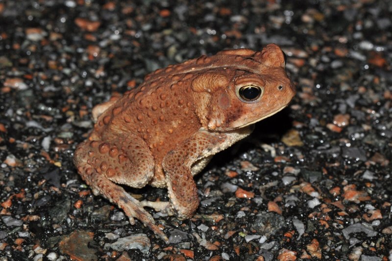 Anaxyrus americanus