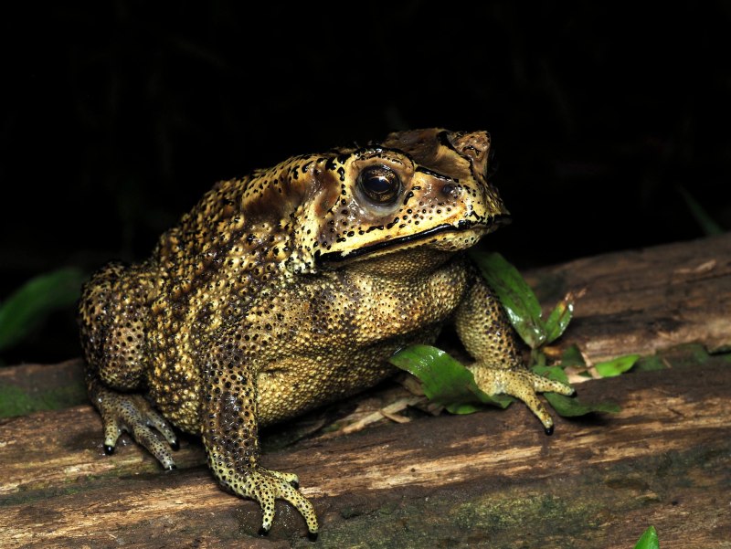 Чернорубцовая жаба Duttaphrynus melanostictus