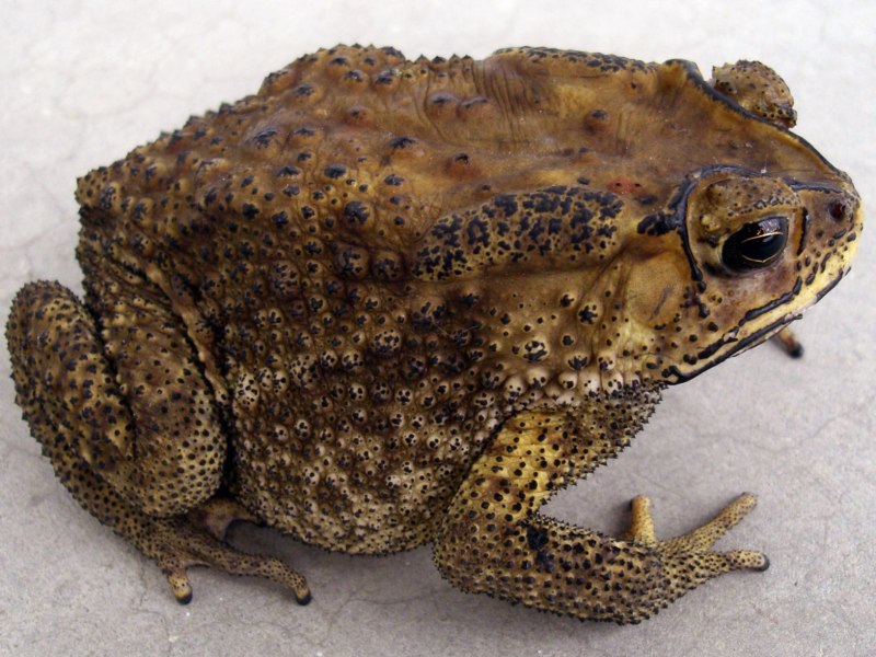 Duttaphrynus SP