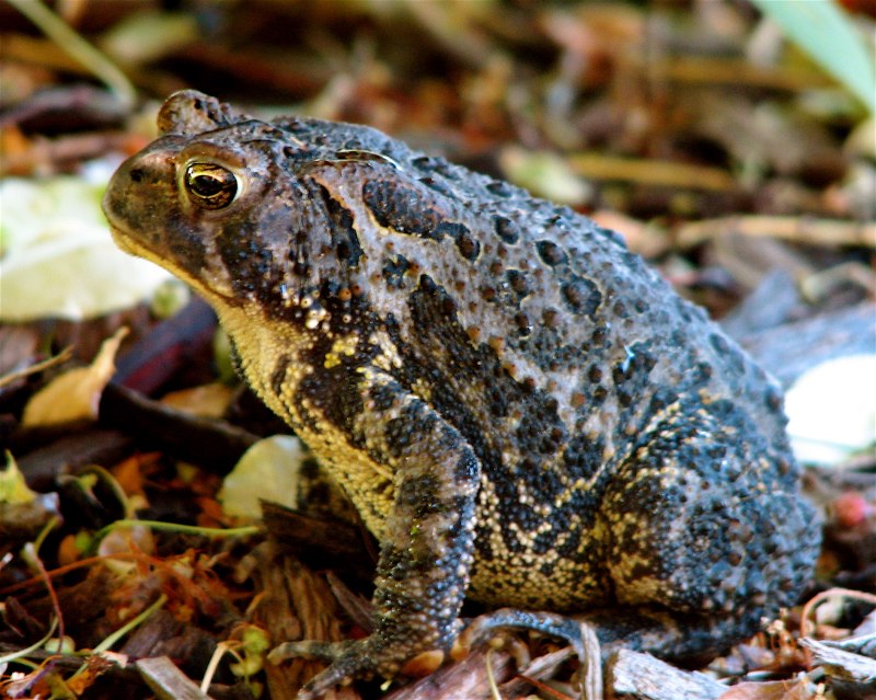 Anaxyrus americanus