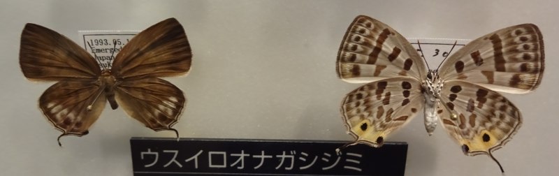 Antigius butleri