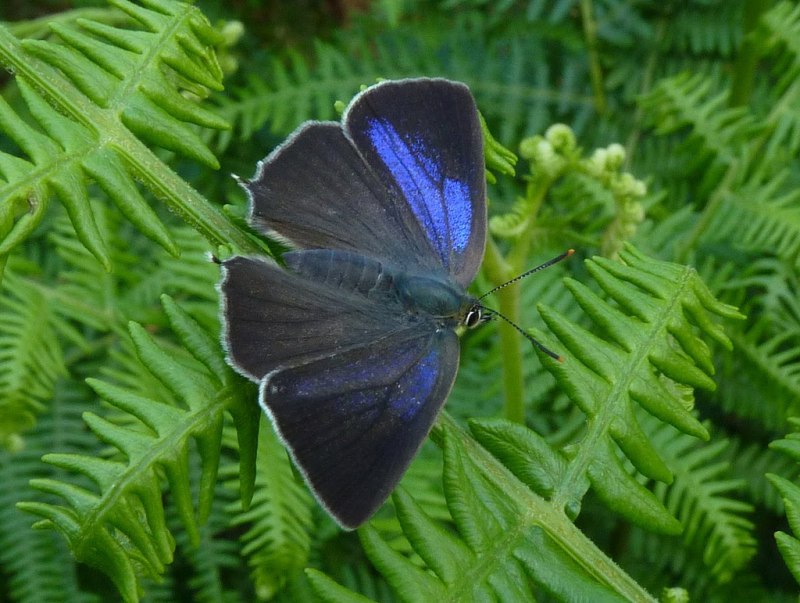 Neozephyrus Quercus