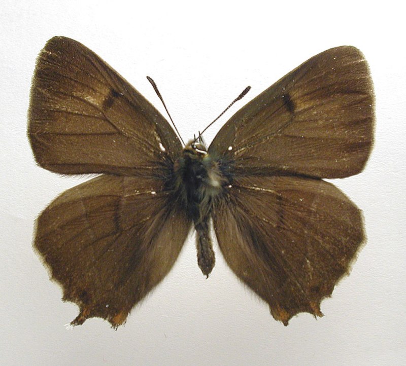 Thecla betulae