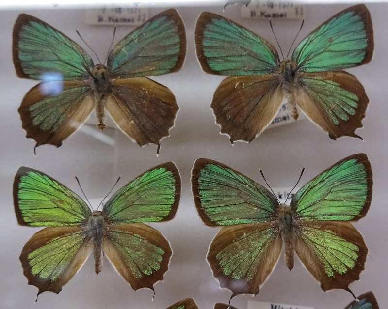 Chrysozephyrus brillantinus