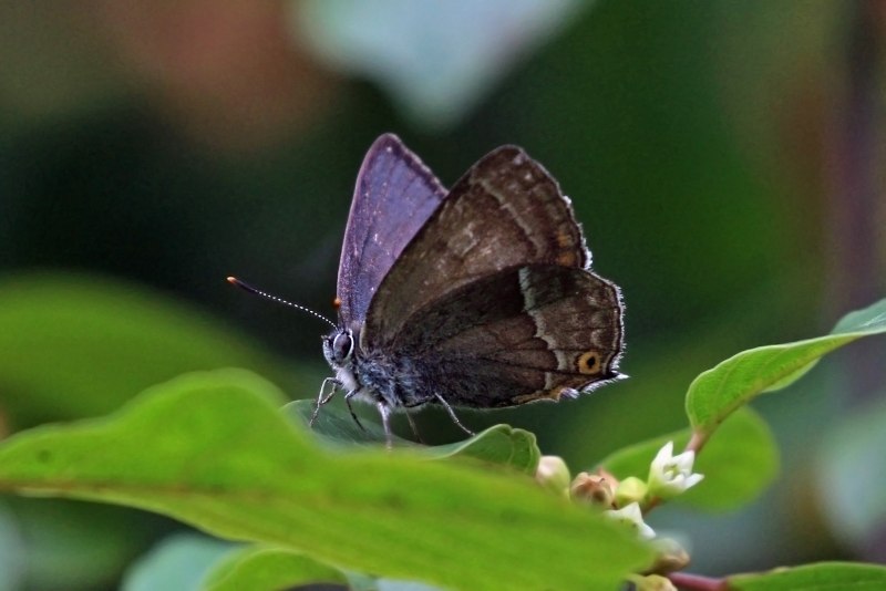 Favonius Quercus