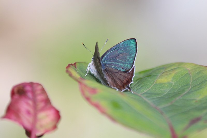 Зефир Тихоокеанский (Goldia Pacifica)