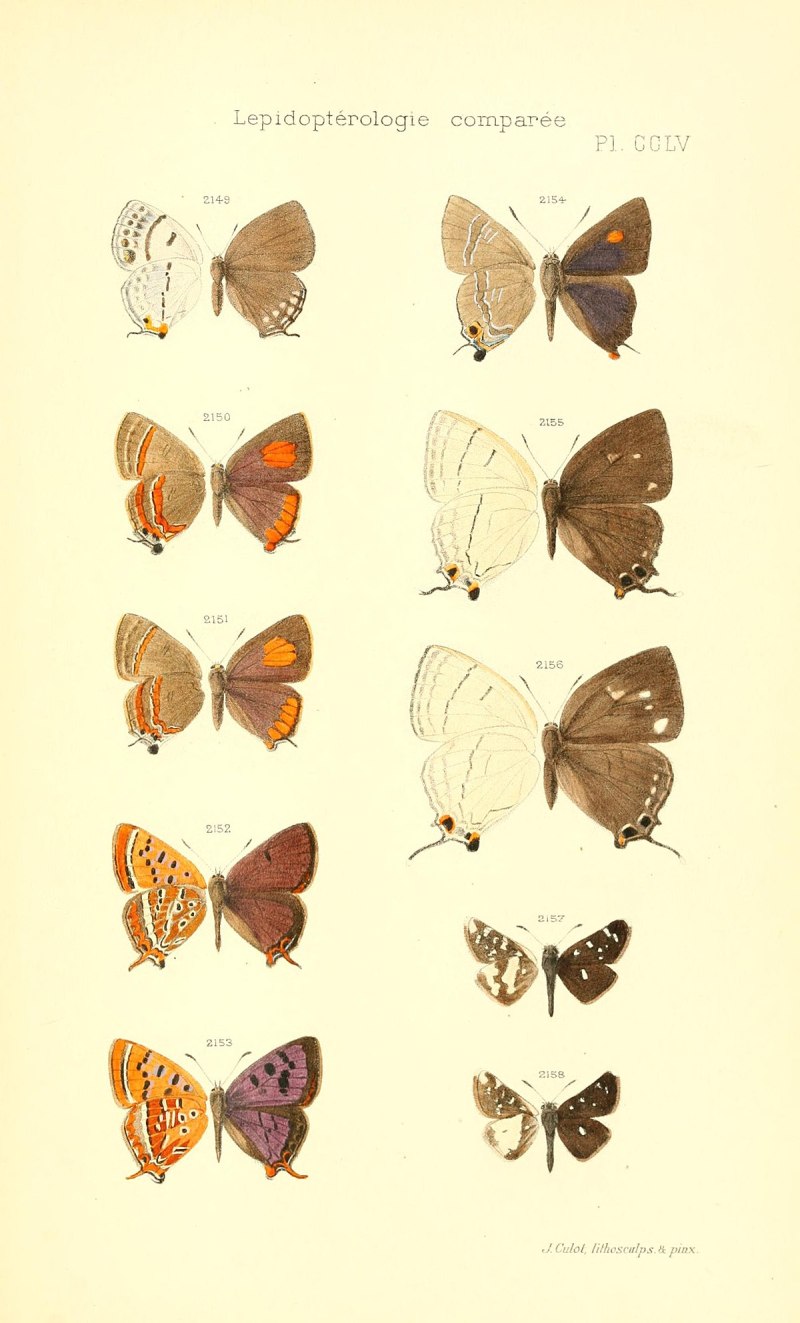 Carterocephalus dieckmanni