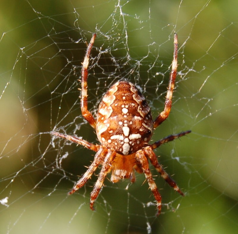 Araneus diadematus - крестовик