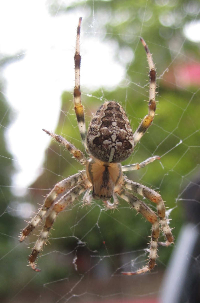 Araneus diadematus паук крестовик