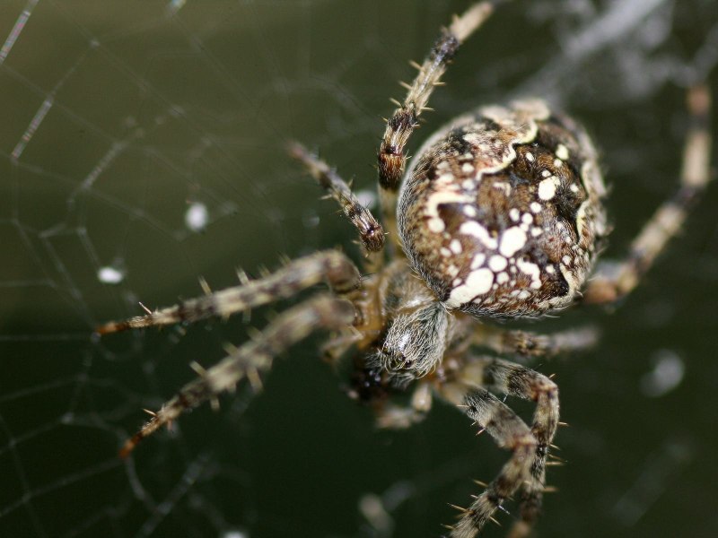 Araneus diadematus - крестовик