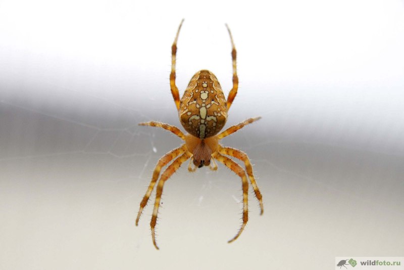 Araneus diadematus - крестовик