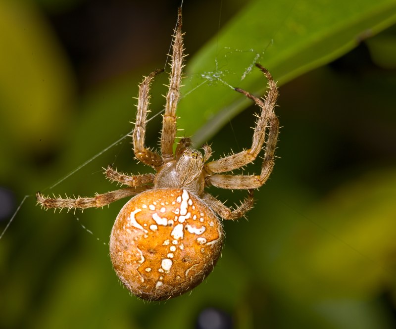 Садовый паук (Araneus diadematus
