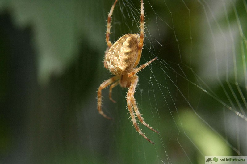 Araneus diadematus - крестовик