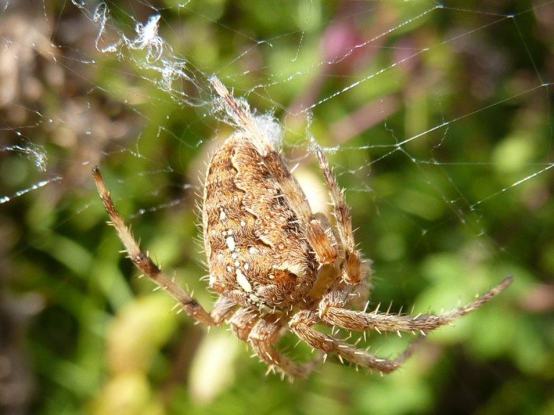 Araneus diadematus паук