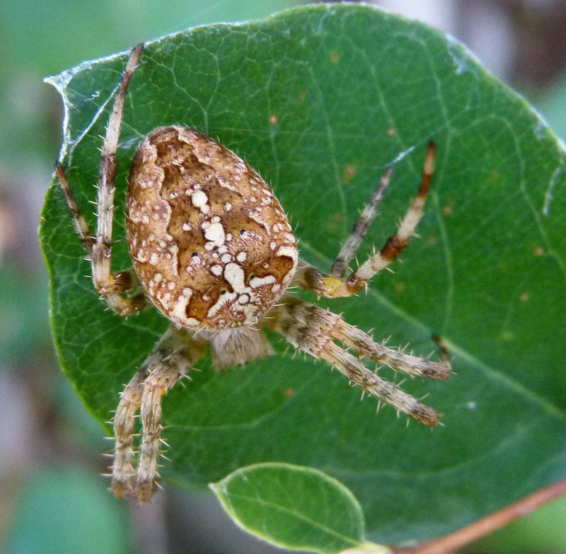 Araneus diadematus паук
