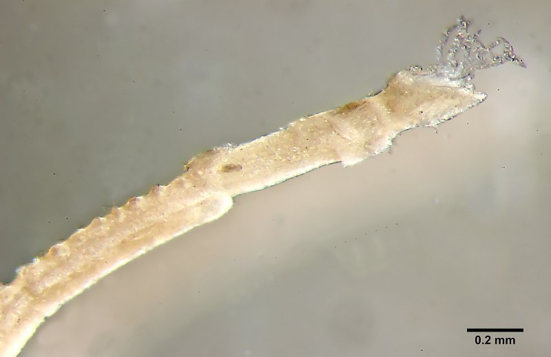 Морские трубчатые черви Lamellibrachia