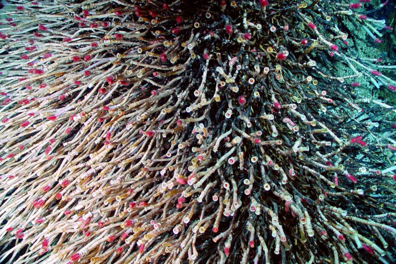 Tube worm
