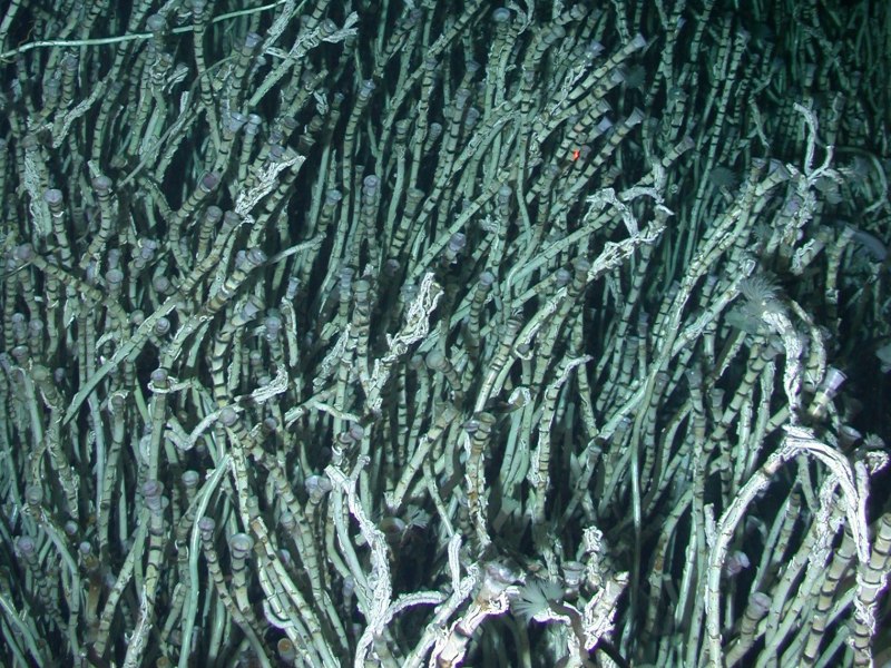 R. Pachyptila