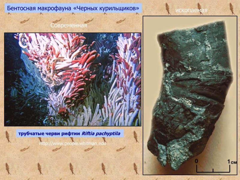 Трубчатые черви» рифтии