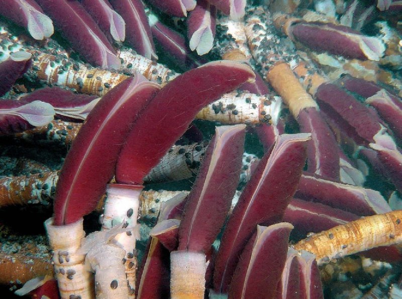 Riftia Pachyptila
