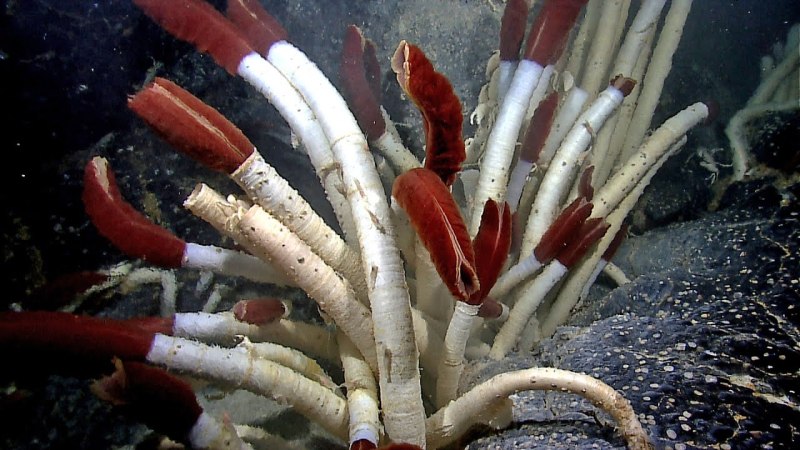 Морские трубчатые черви Lamellibrachia