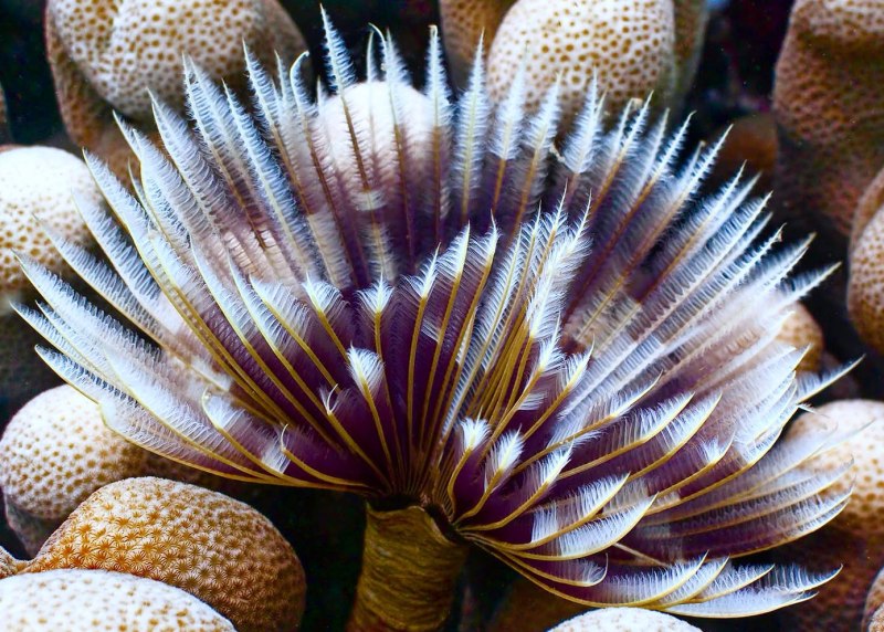 Sabellastarte sanctijosephi