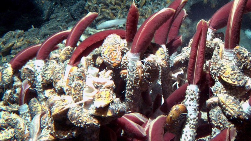 Морские трубчатые черви Lamellibrachia