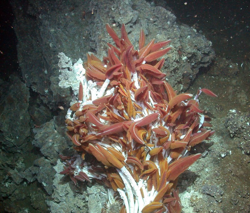 Riftia Pachyptila