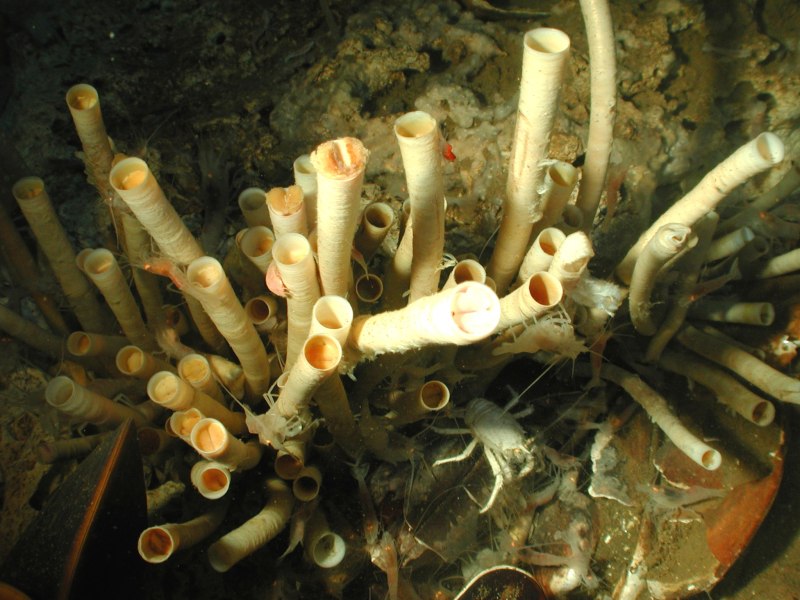 Морские трубчатые черви Lamellibrachia
