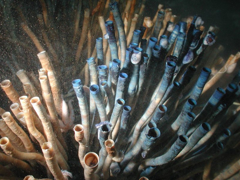 Морские трубчатые черви Lamellibrachia