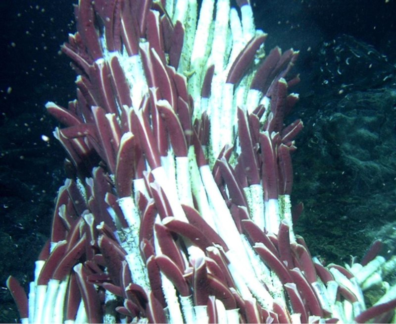 Riftia Pachyptila
