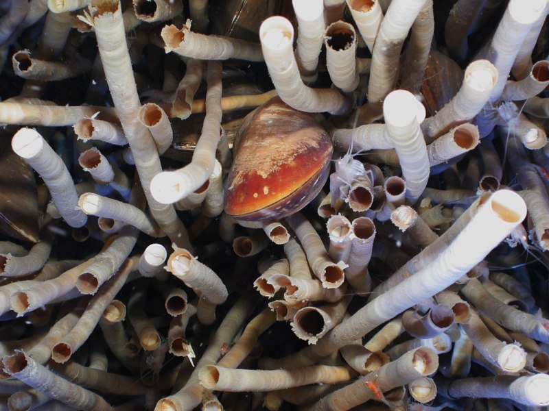 Морские трубчатые черви Lamellibrachia