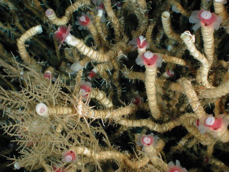 Морские трубчатые черви Lamellibrachia