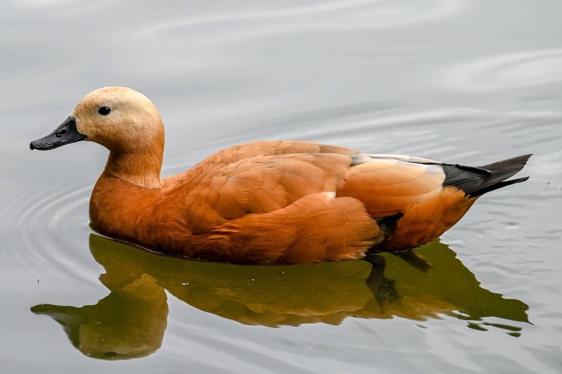 Огарь Tadorna ferruginea
