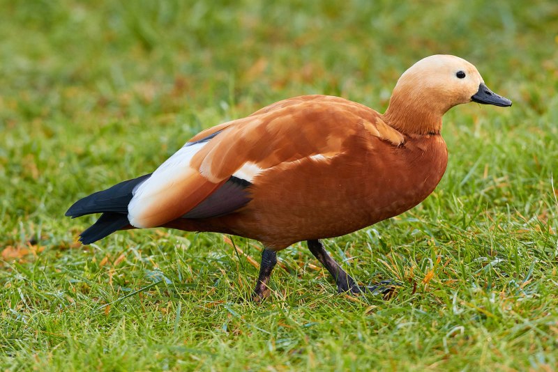 Огарь Tadorna ferruginea