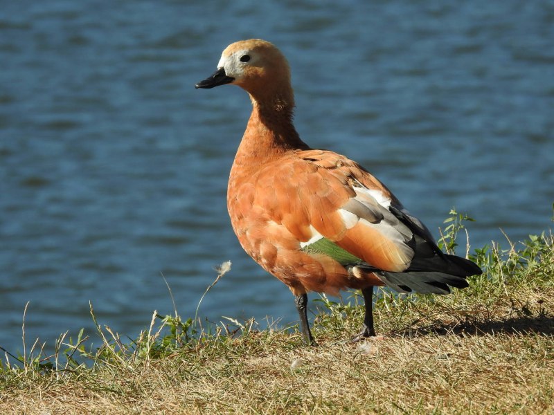 О́гарь (Tadorna ferruginea)